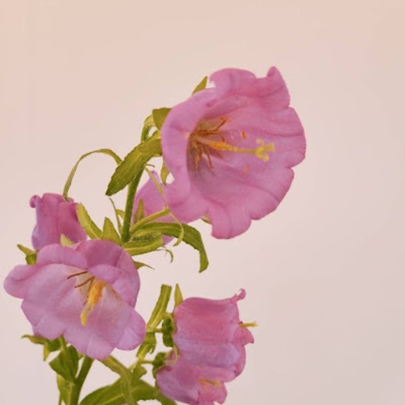 Meet your Posher, Ellie - Picture 1 of 1